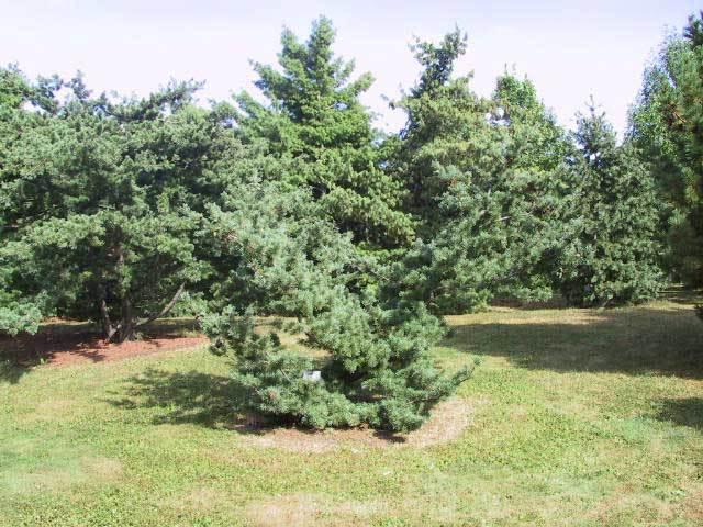 Pinus parviflora 