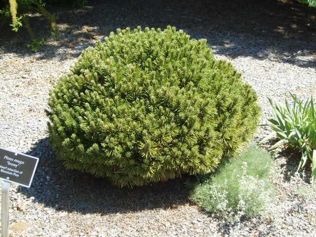 Pinus mugo 