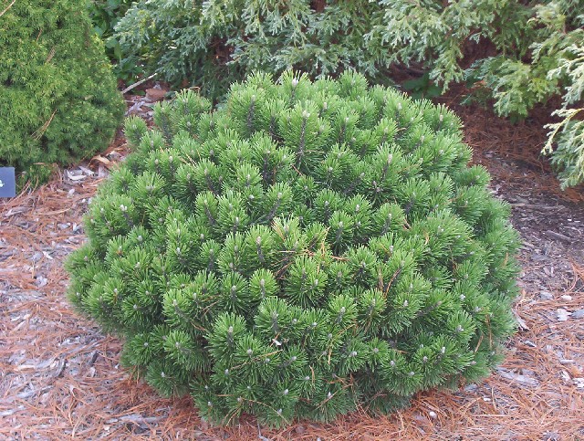 Pinus mugo 
