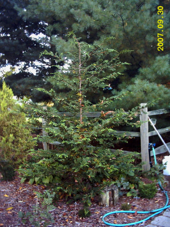 Chamaecyparis obtusa 