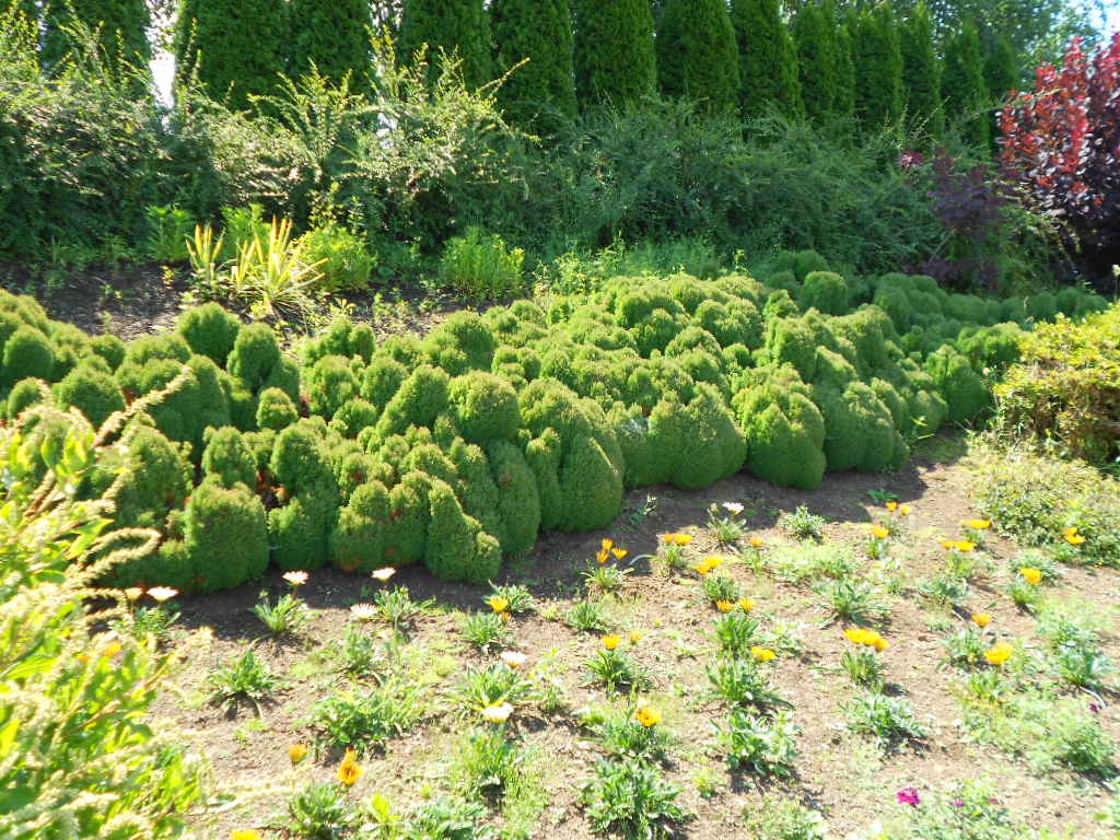 Thuja occidentalis 