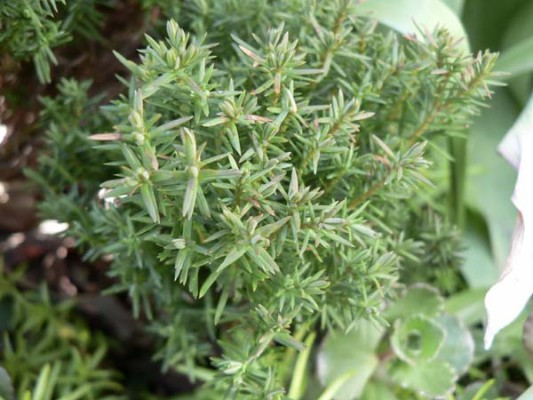 Thuja occidentalis 