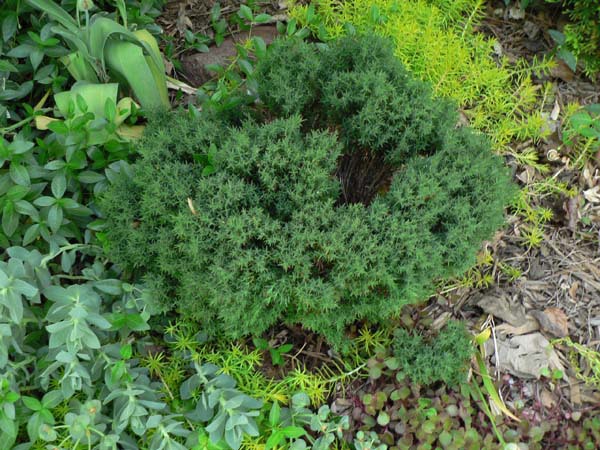 Thuja occidentalis 