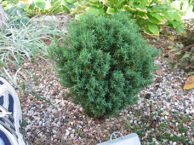 Thuja occidentalis 