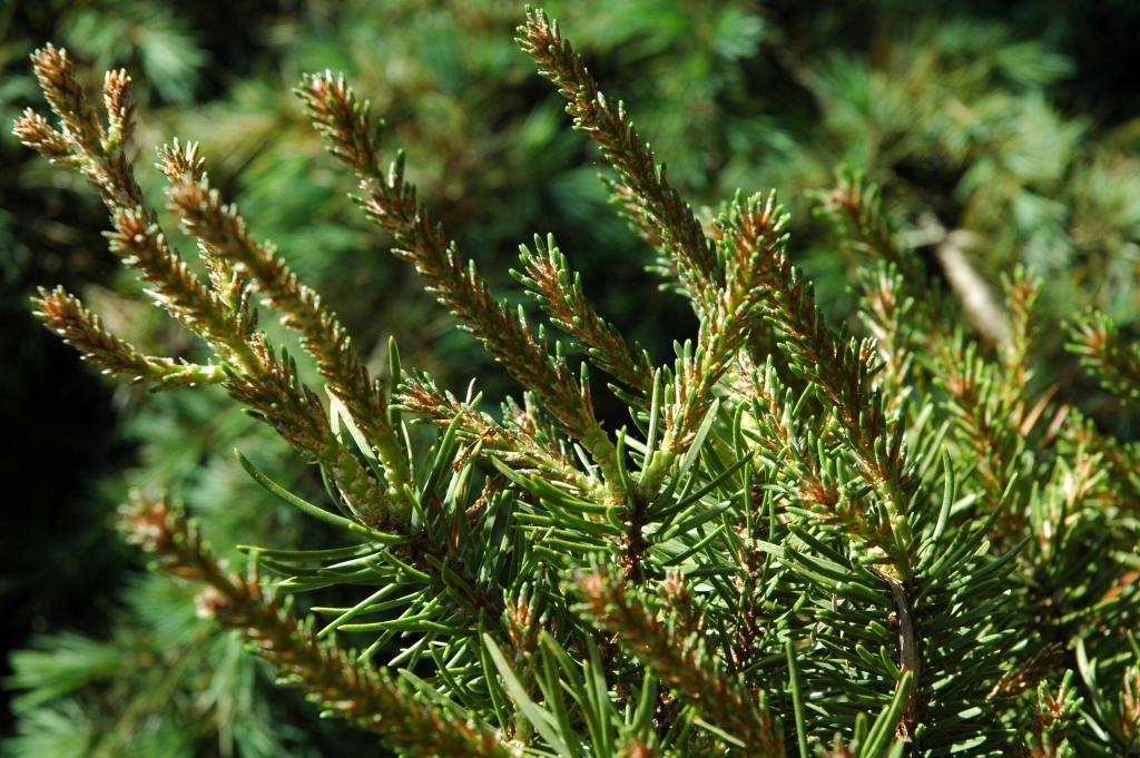 Pinus banksiana 