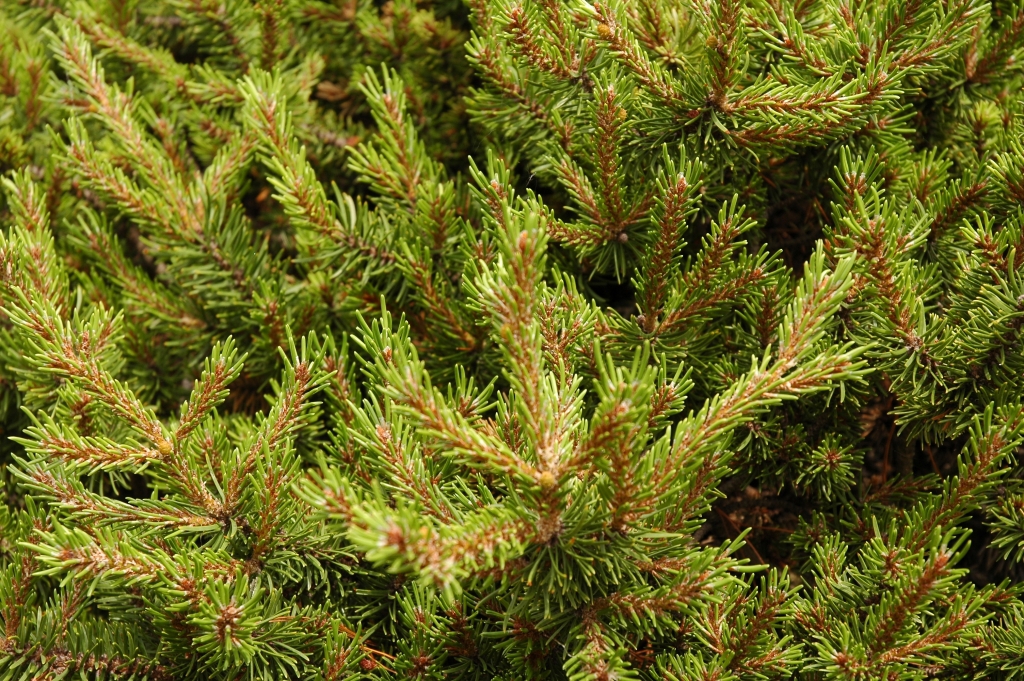 Pinus banksiana 