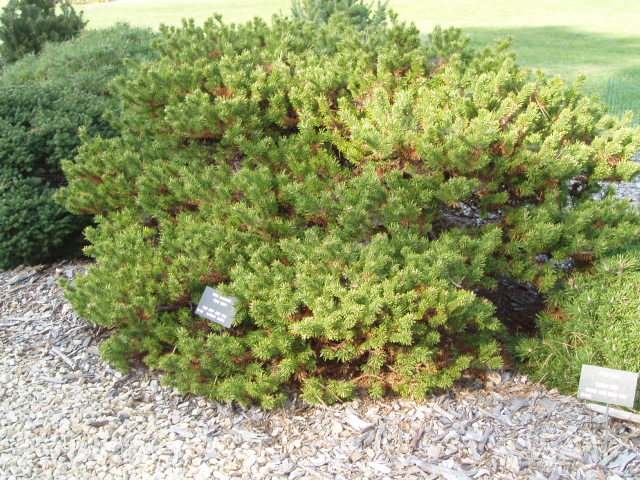 Pinus banksiana 