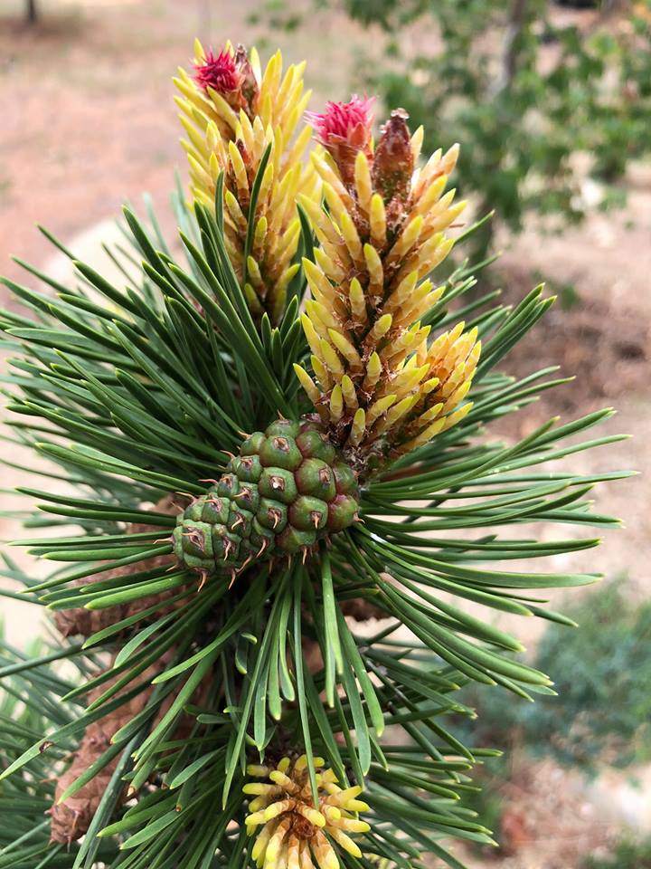 Pinus contorta 