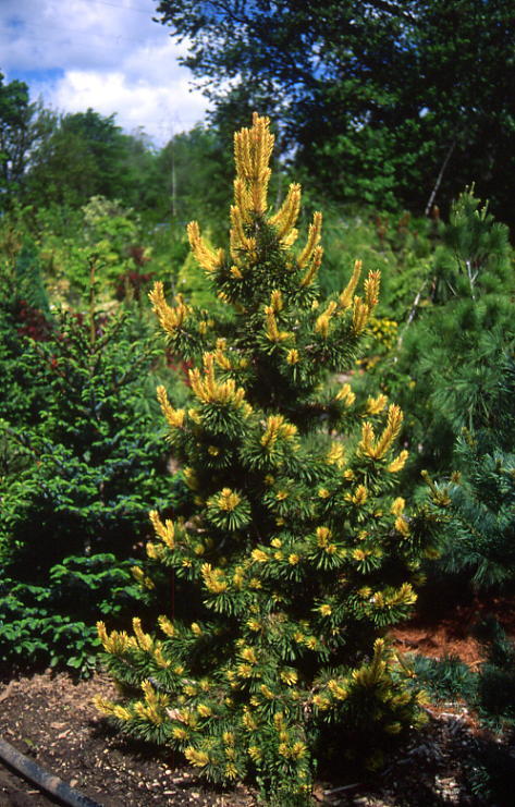 Pinus contorta 