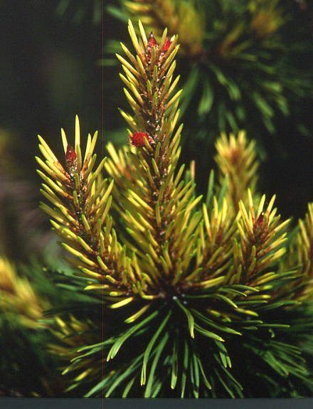 Pinus contorta 