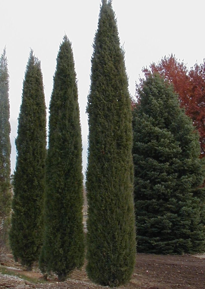 Juniperus virginiana 