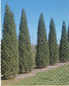 Juniperus virginiana 
