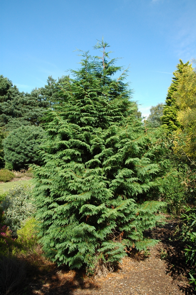 Cupressus nootkatensis 