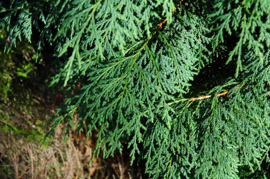 Cupressus nootkatensis 