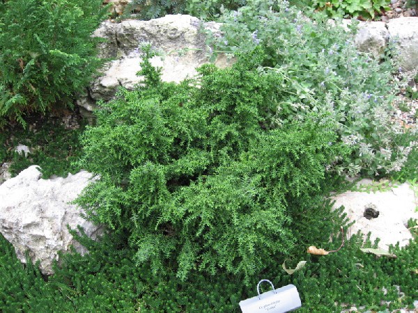 Cryptomeria japonica 