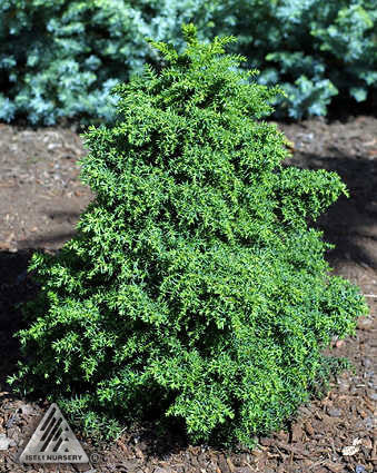 Cryptomeria japonica 