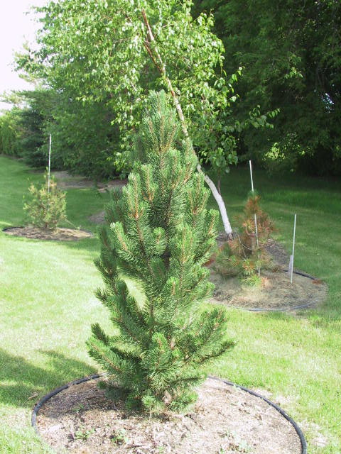 Pinus mugo 