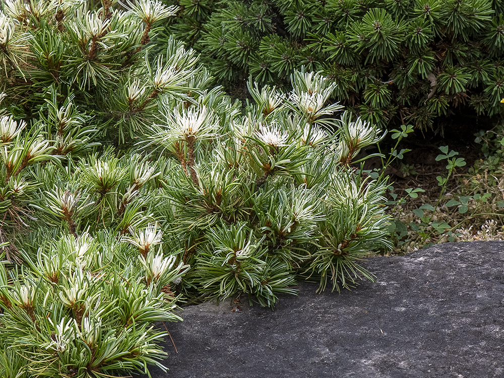 Pinus parviflora 
