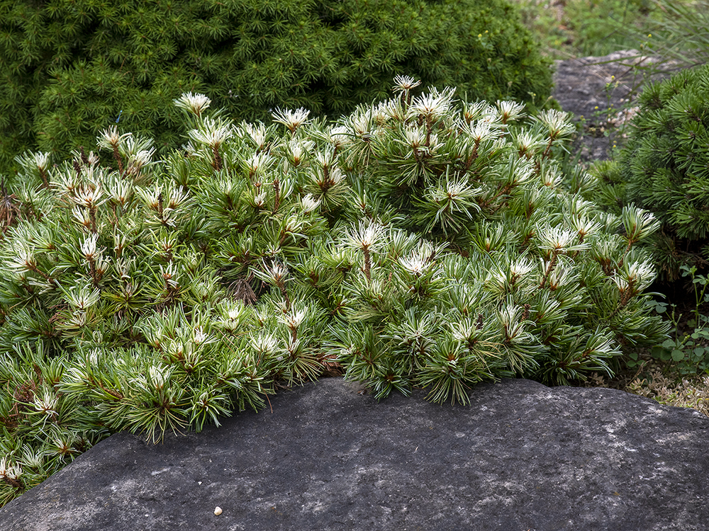 Pinus parviflora 