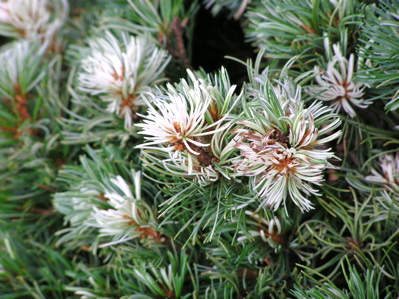 Pinus parviflora 