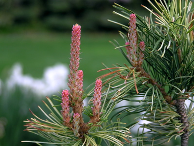 Pinus parviflora 