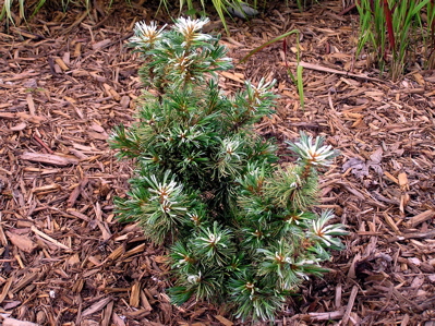 Pinus parviflora 