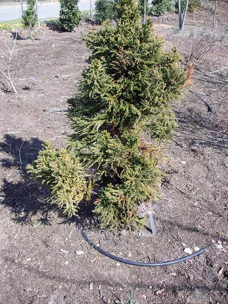 Cryptomeria japonica 