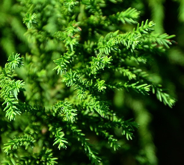 Cryptomeria japonica 