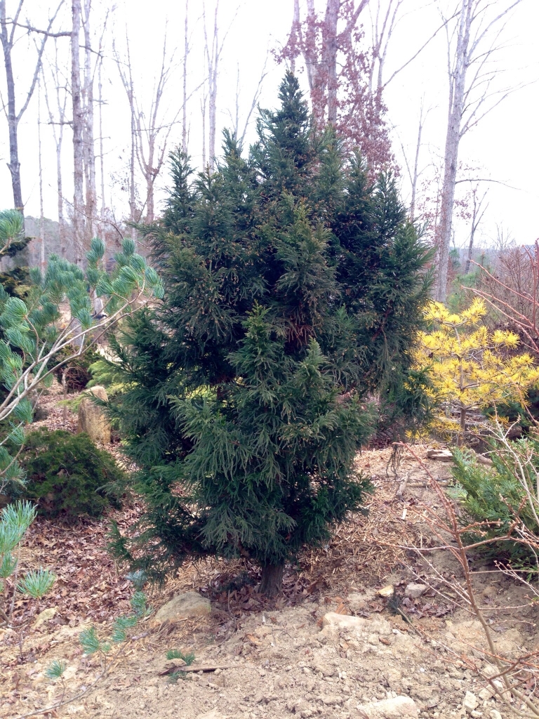 Cryptomeria japonica 