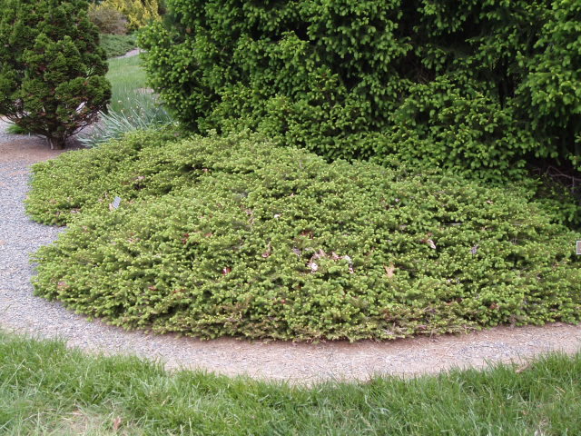 Picea abies 