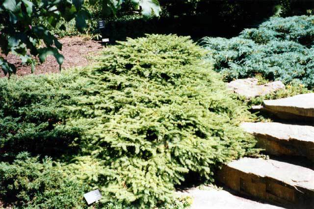 Picea abies 