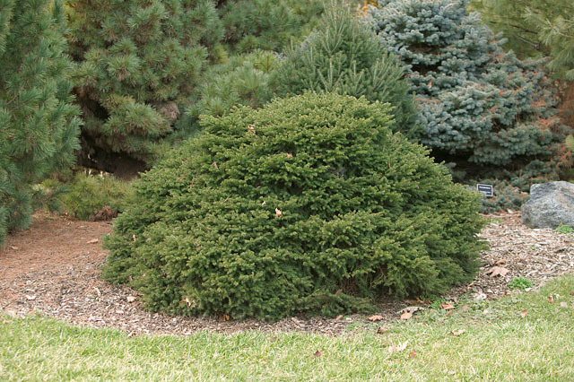 Picea abies 
