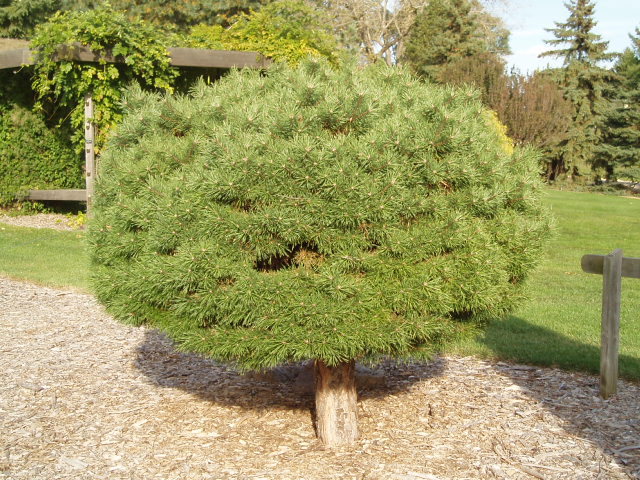 Pinus sylvestris 