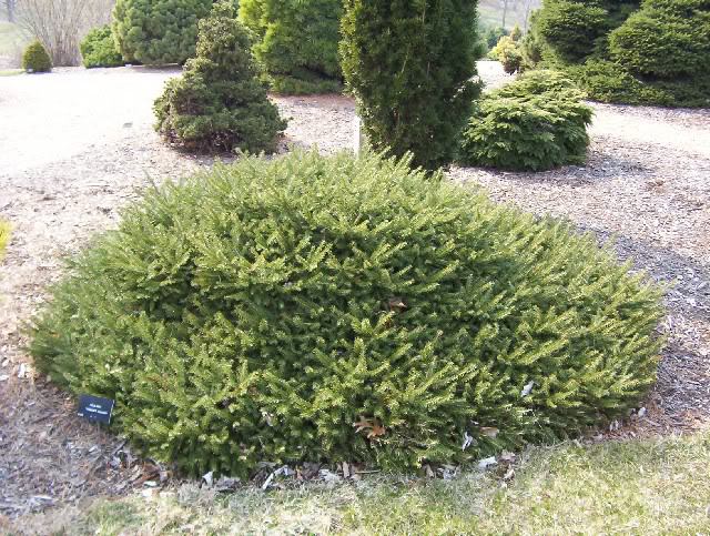 Picea abies 