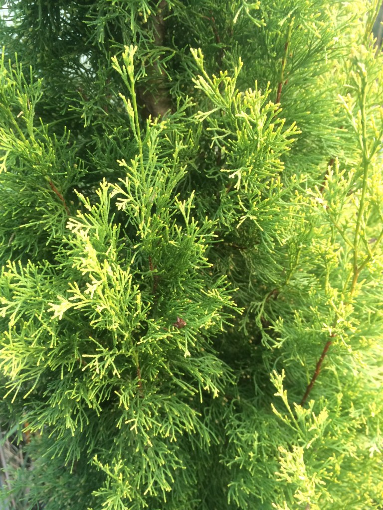 Cupressus sempervirens 