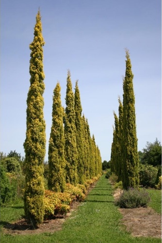 Cupressus sempervirens 