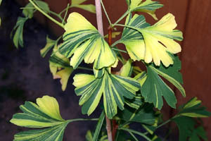 Ginkgo biloba 