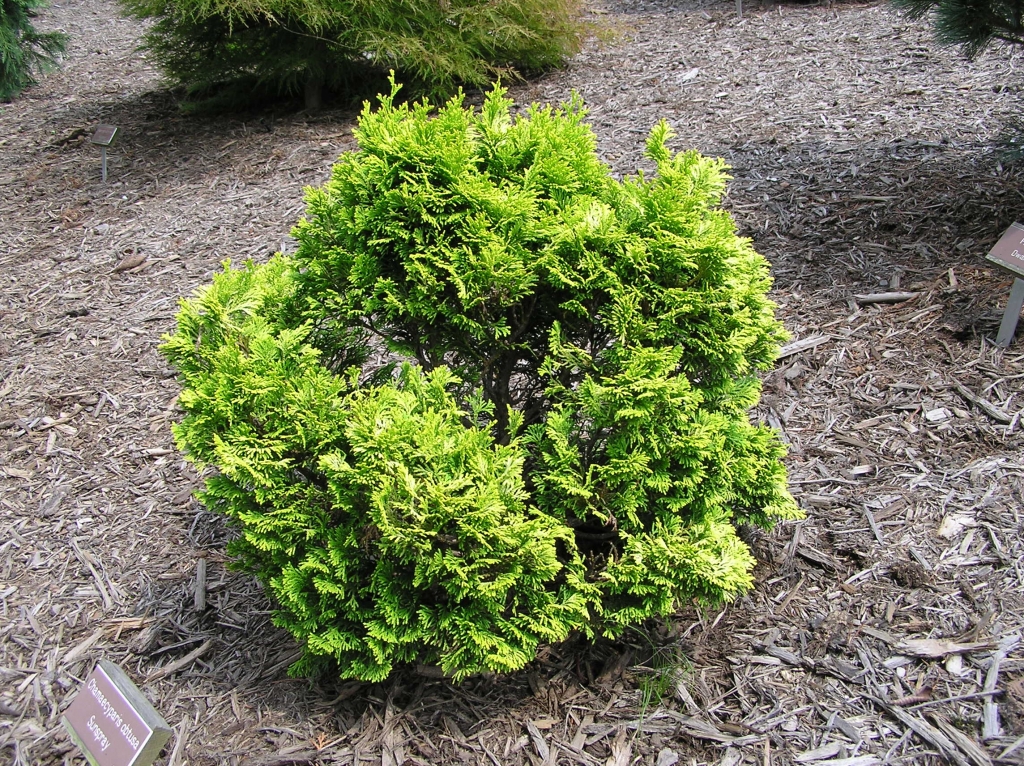 Chamaecyparis obtusa 