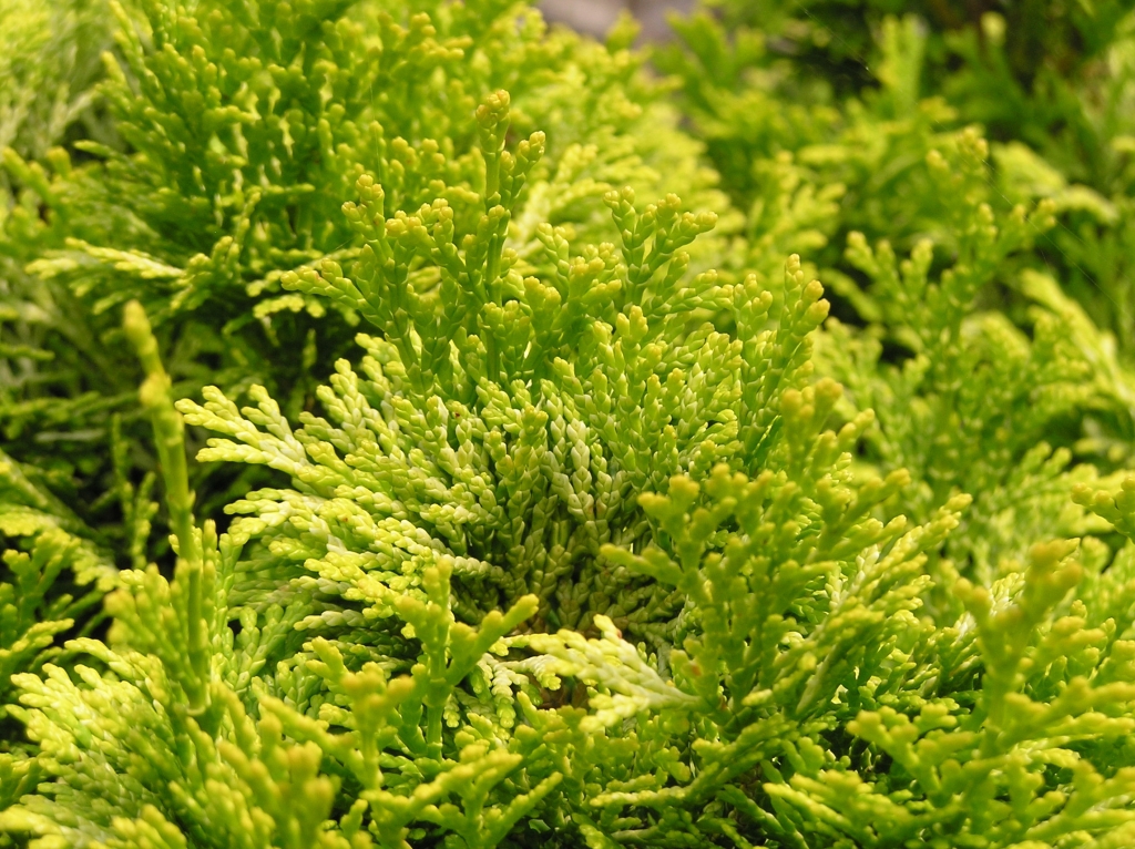 Chamaecyparis obtusa 