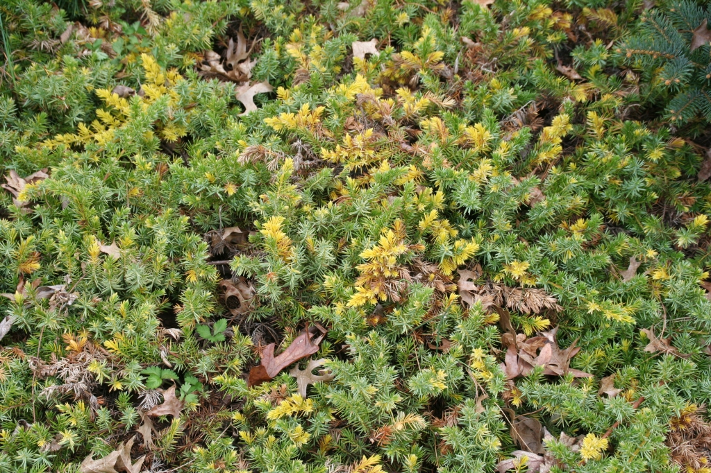 Juniperus conferta 