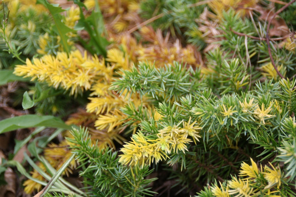 Juniperus conferta 