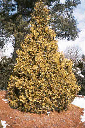 Thuja occidentalis 