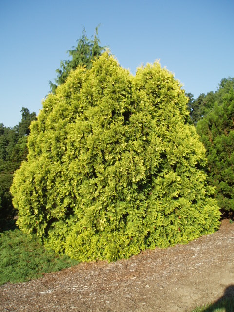 Thuja occidentalis 