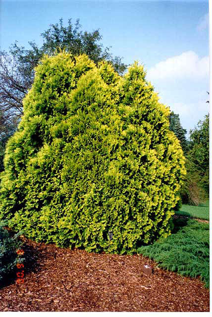 Thuja occidentalis 