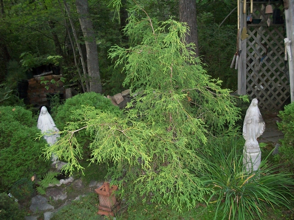 Chamaecyparis pisifera 