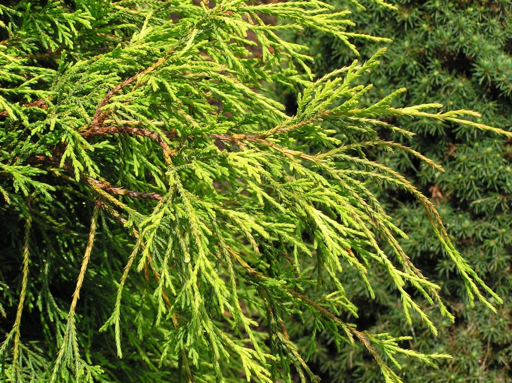 Chamaecyparis pisifera 