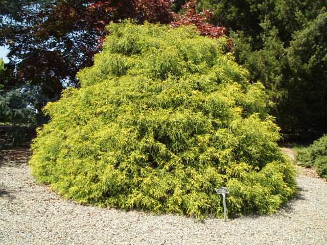 Chamaecyparis pisifera 