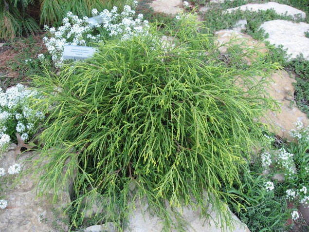 Chamaecyparis pisifera 