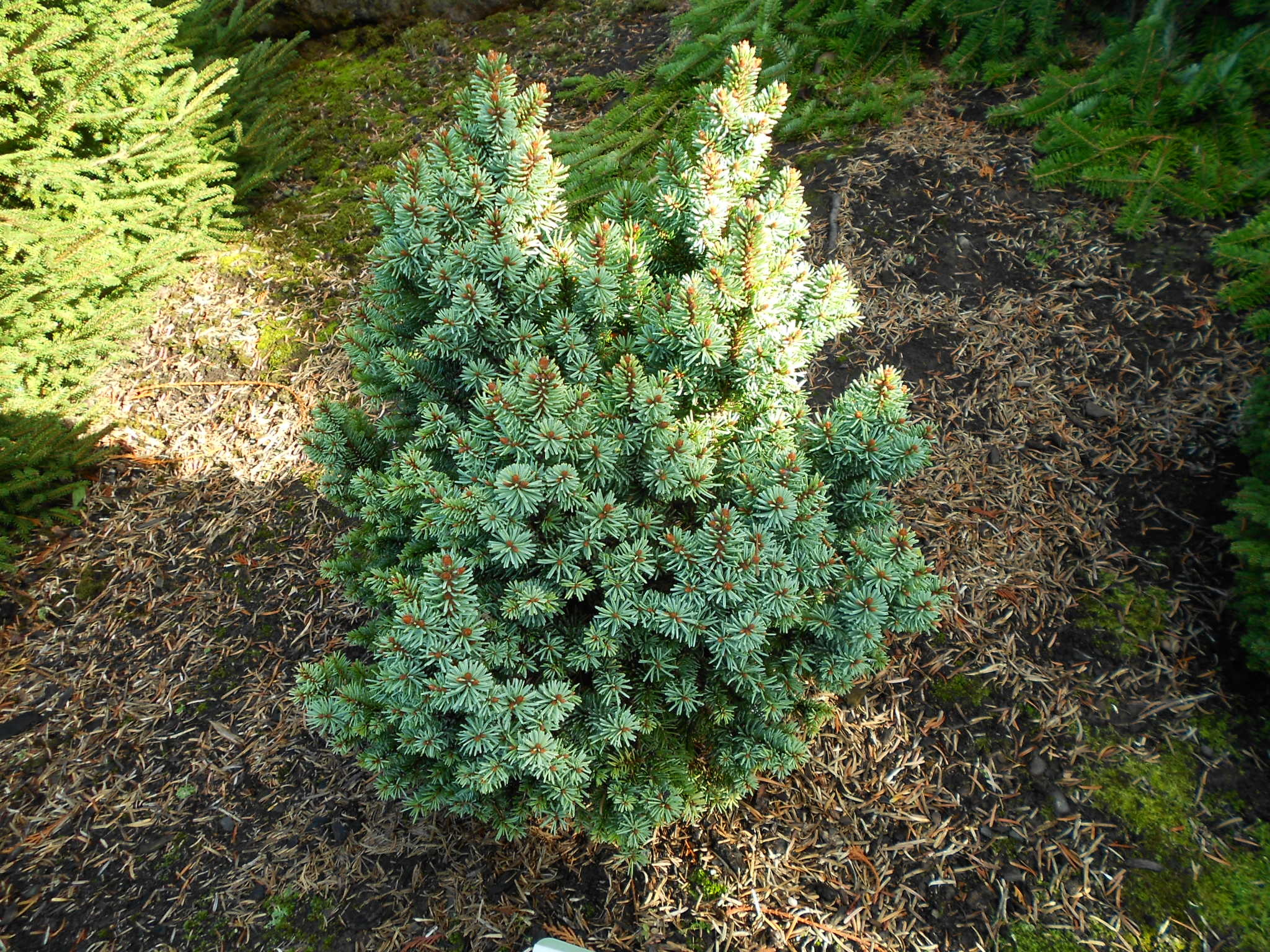 Picea abies 