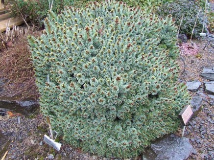 Picea abies 